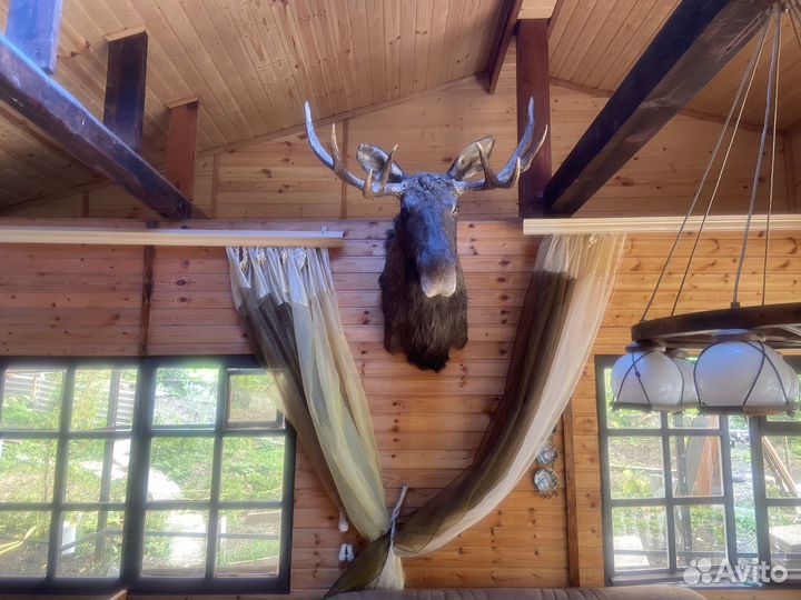 Чучело головы лося