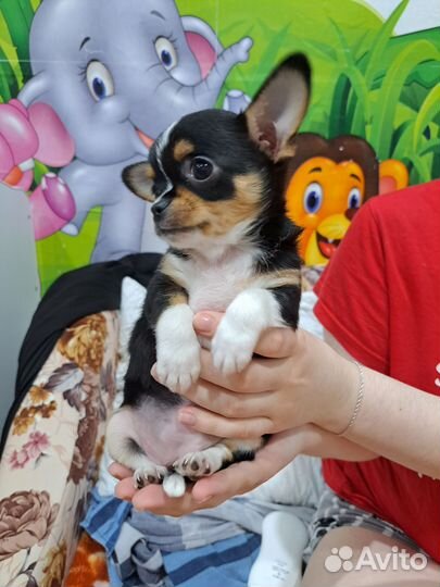 Щенки чихуахуа