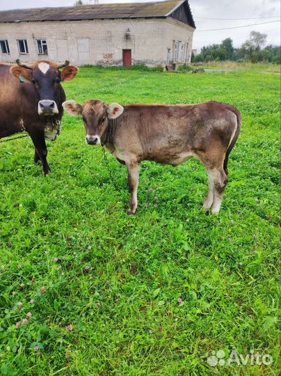 Телочки Веста