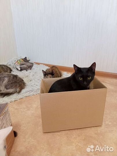 Кошки и коты в добрые руки