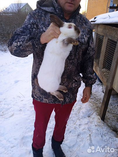 Кролики мясных пород