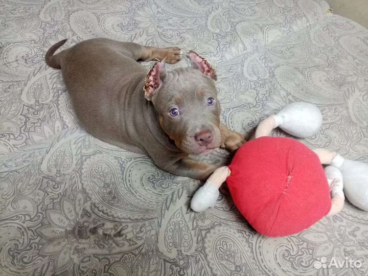 Ветеринар на дом.Кесарево, родовспоможение