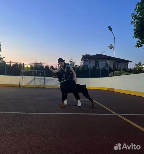 Кинолог/Дрессировка собак/Выгул собак