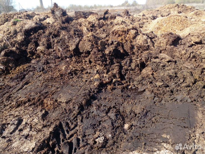 Навоз коровий свежий