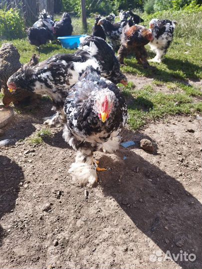 Молодые петушки