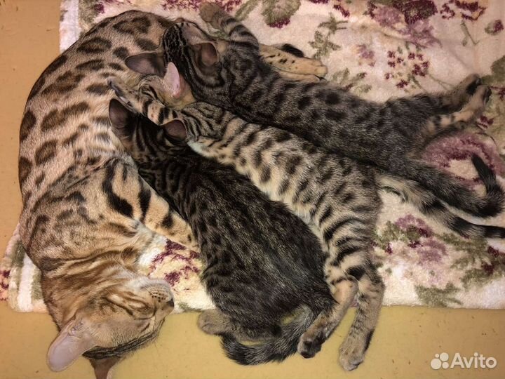 Котята в добрые руки мальчики