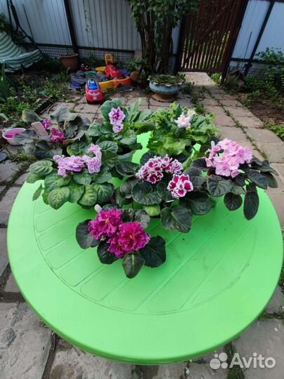 Сортовые фиалки