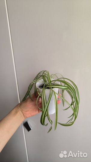 Хлорофитум кудрявый