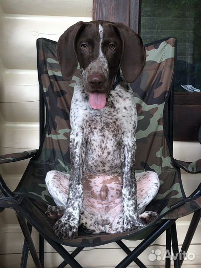 Курцхаар вязка