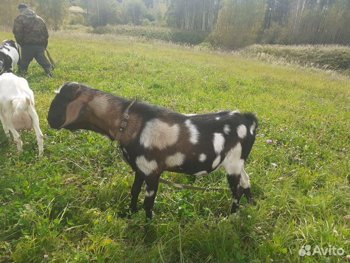 Нубийский козел вязка