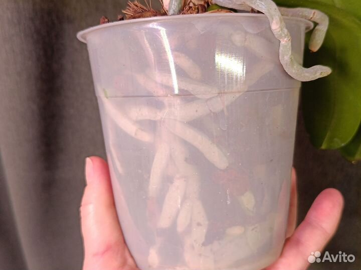 Орхидея фаленопсис Маргарита