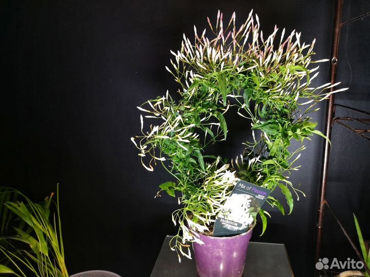 Ананас. Подарок мужчине. Букет учителю