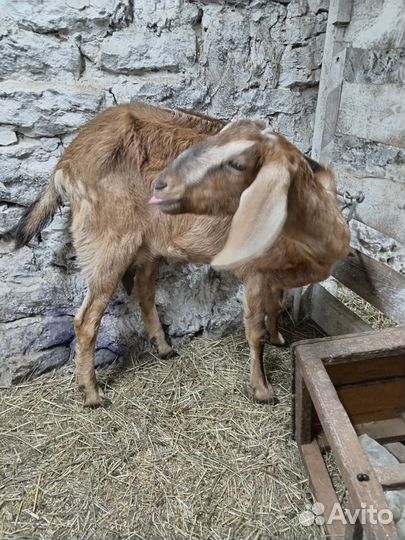 Дойные нубийские козы