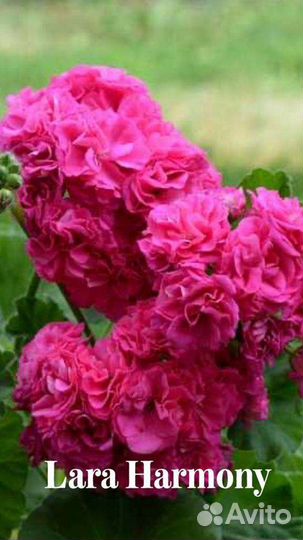 Сортовые пеларгонии