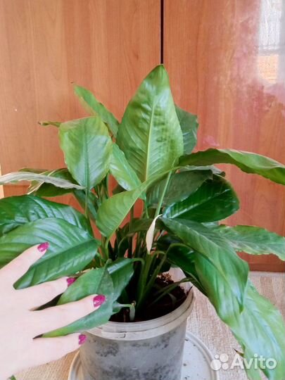 Спатефилум