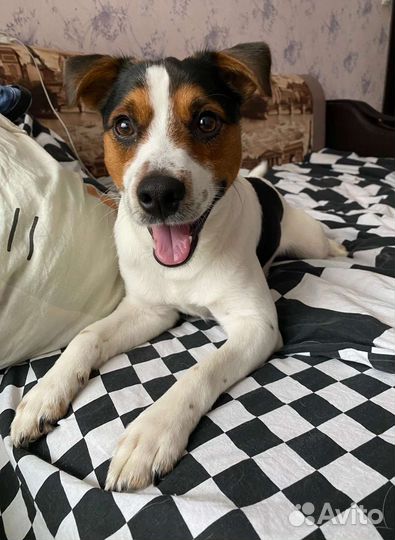 Вязка джек Рассел терьер