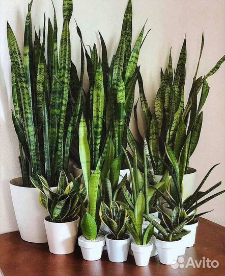 Сансевиерия щучий хвост тещин язык