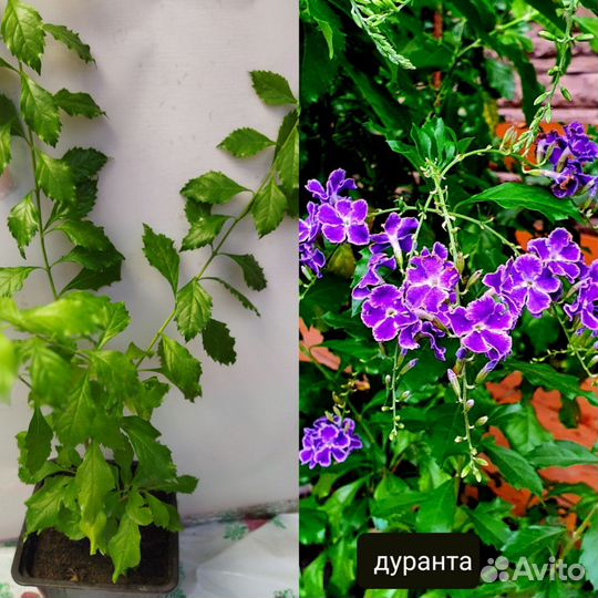 Комнатные растения