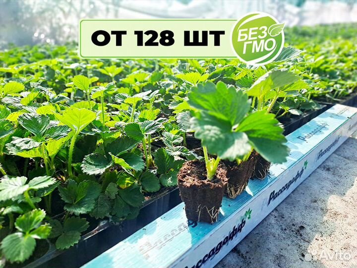 Рассада клубники. Элитные сорта оптом