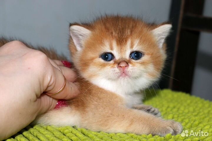 Девочка золотая британская шиншилла