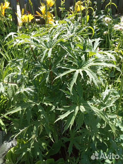 Бузульники