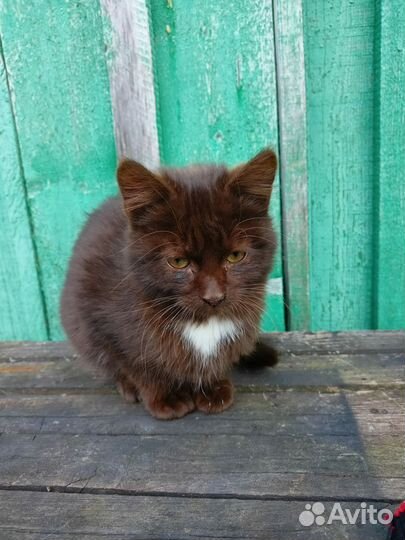 Кошки ловчие и их котята