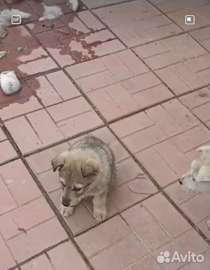 Щенок мальчик 2 мес