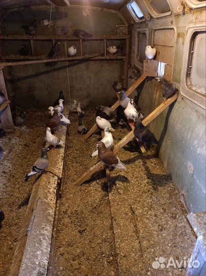 Голуби чехи