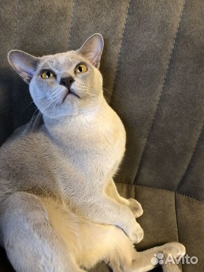 Вязка Бурманский Кот