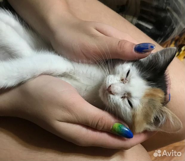 Котики бесплатно