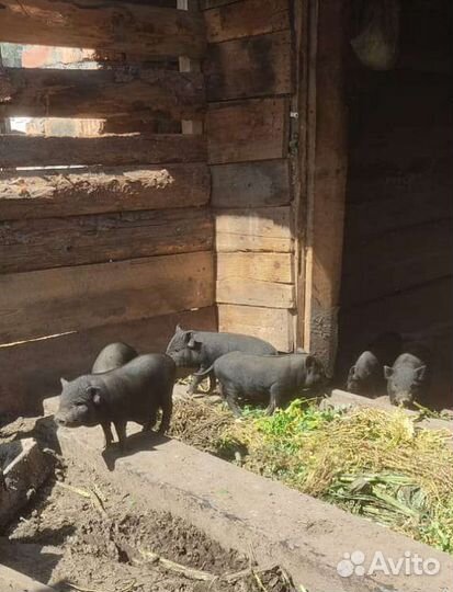 Вьетнамские вислобрюхие поросята