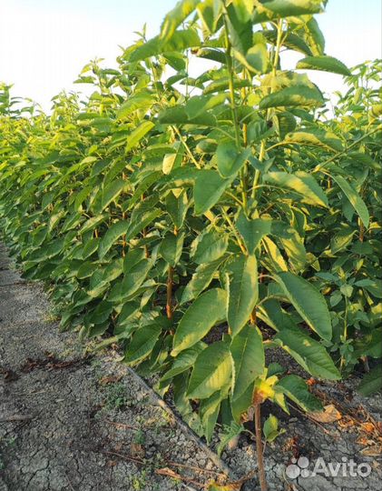 Саженцы черешни и вишни