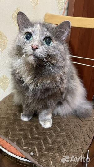 Кошка бесплатно