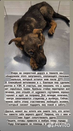 Собака в добрые руки