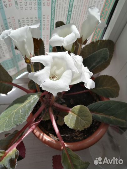 Комнатные цветы