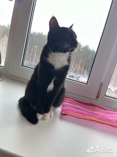 Черная кошка