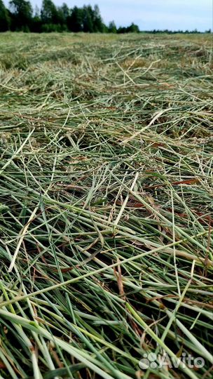 Сено. Качественное. В рулонах и тюках (брикетах)