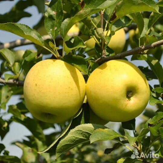 Саженцы плодовых деревьев