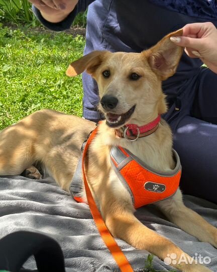 Мишелька - озорная и смешная собачка ищет дом