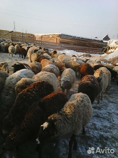 Овцы