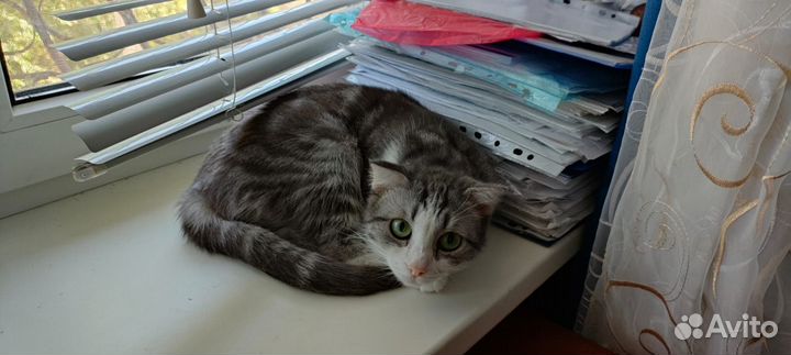 Кошечки ищут дом