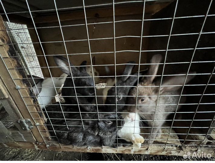 Калифорнийские кролики