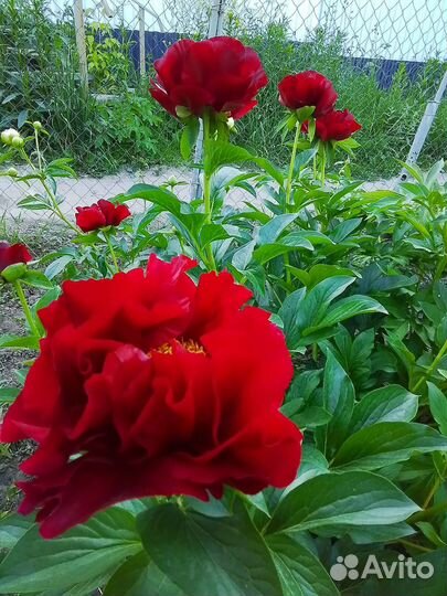 Пионы,деленки