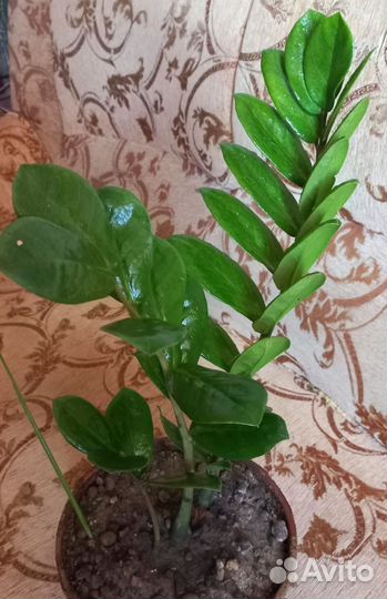 Замиакулькас