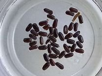 Семена лаванды с преодолённым периодом покоя