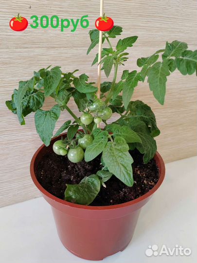 Помидоры в горшке