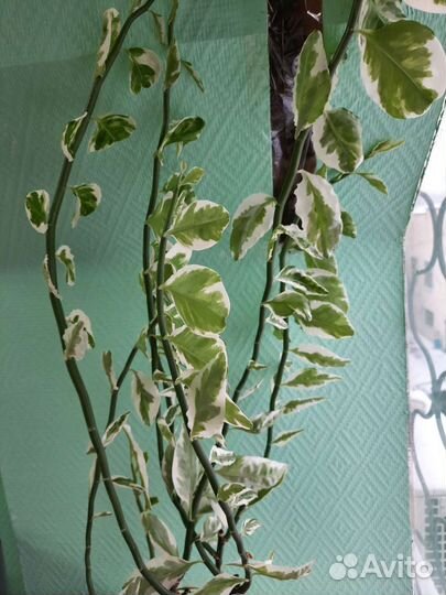 Молочай, педилантус, традесканция, фиалки