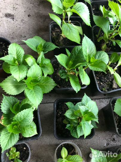 Черенки хризантема мультифлора, гортензия, герань