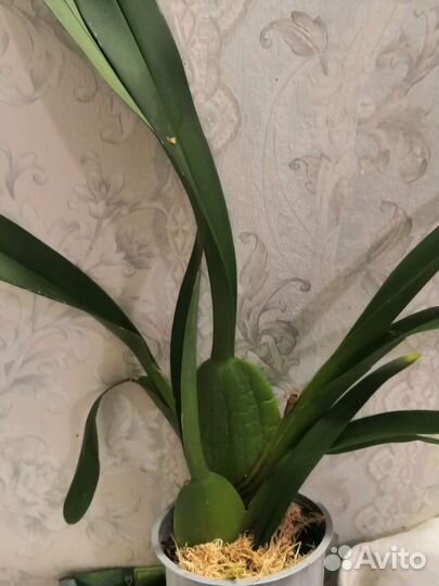 Орхид Одонтоглоссум