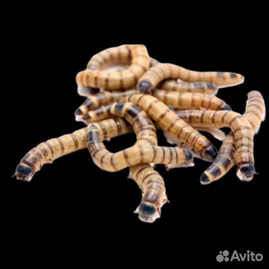 Зофобас,Мучник, зоофобас, зофобус, зоофобус